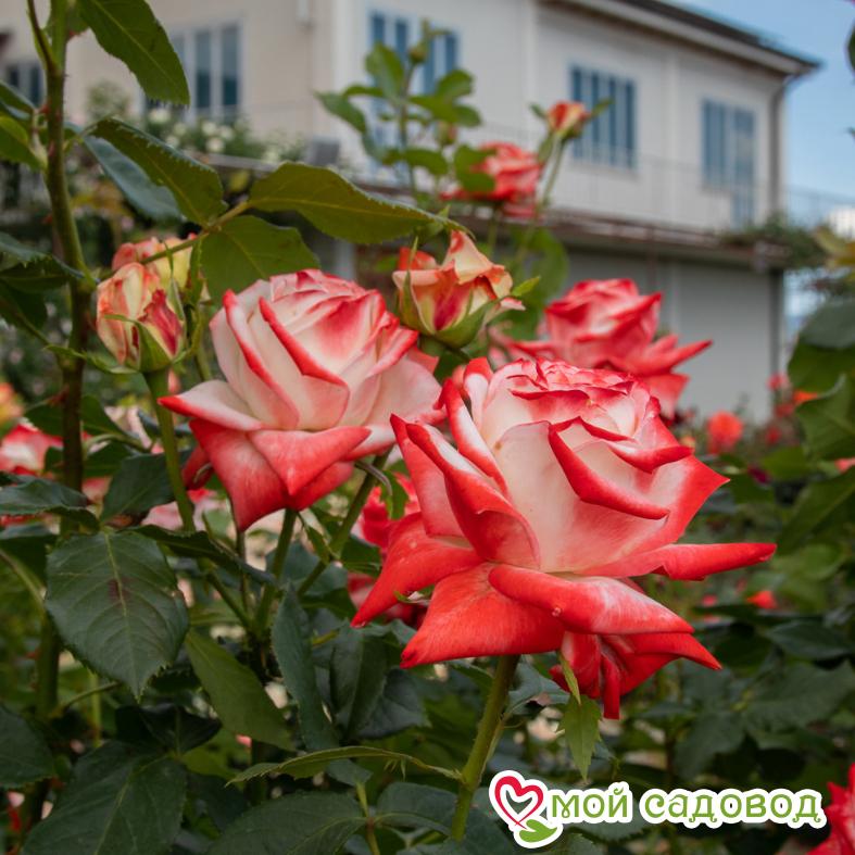 Роза Императрица Фарах