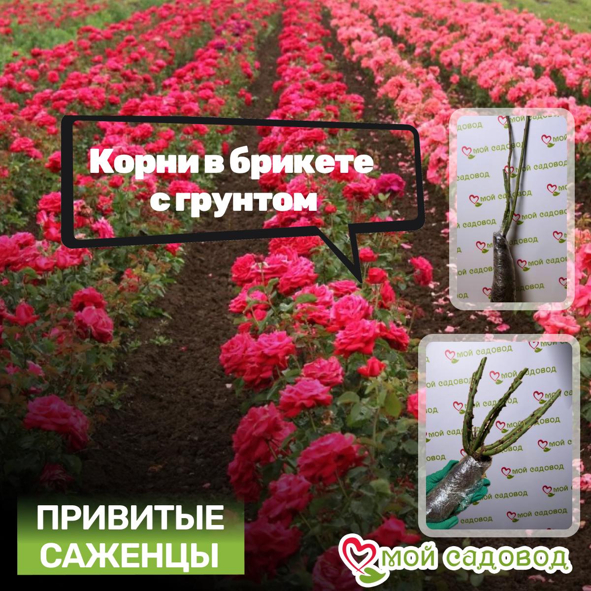 Роза Доктор Массад