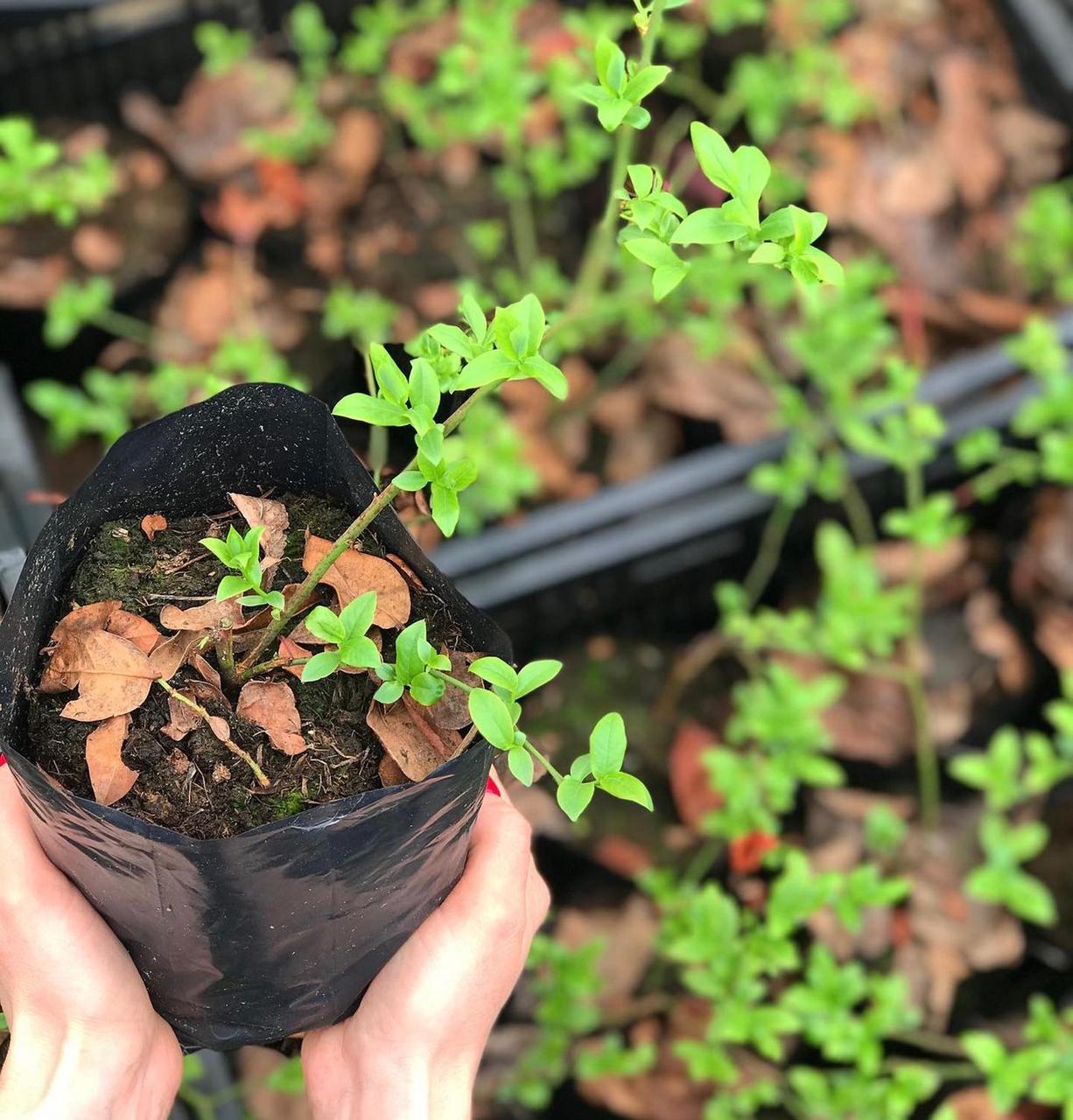 Голубика Блюголд