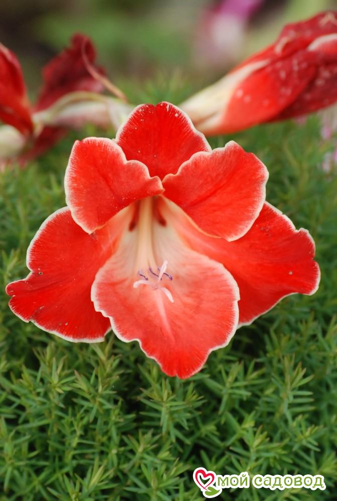 ГЛАДИОЛУС AТОМ