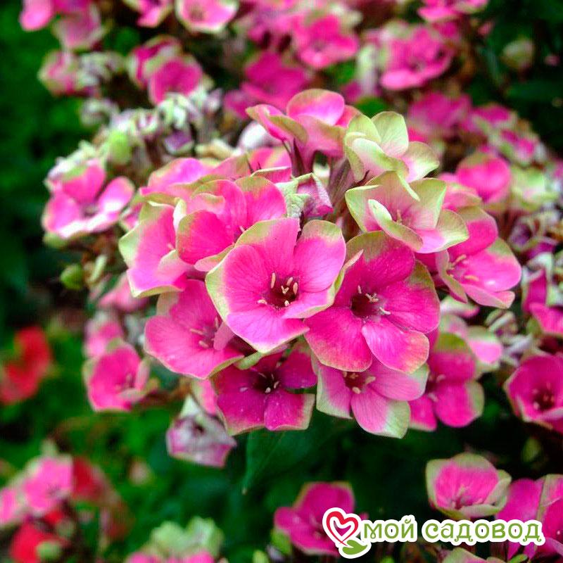 Комплект Флоксов 3шт.