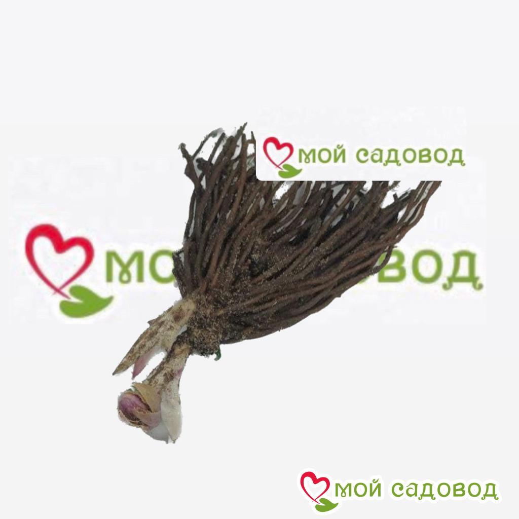 Хоста Флейм Данс