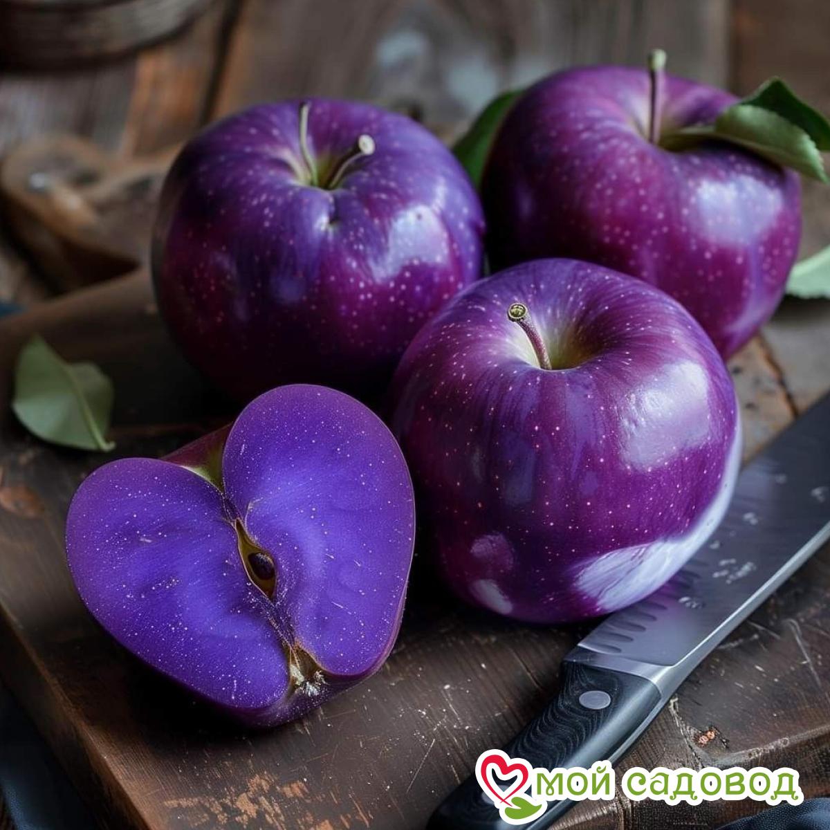 Яблоня Вайлет